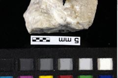 Foto (Detailansicht) von Decapoda indet. (NHMW-GEO-1990-0041-0093)